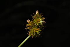 (c) Anders Hastings, some rights reserved (CC BY) Carex pachystachya, photograph (c) Anders Hastings, some rights reserved (CC BY)
