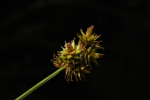 Carex pachystachya, photograph 6