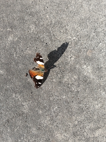 Yellow Admiral