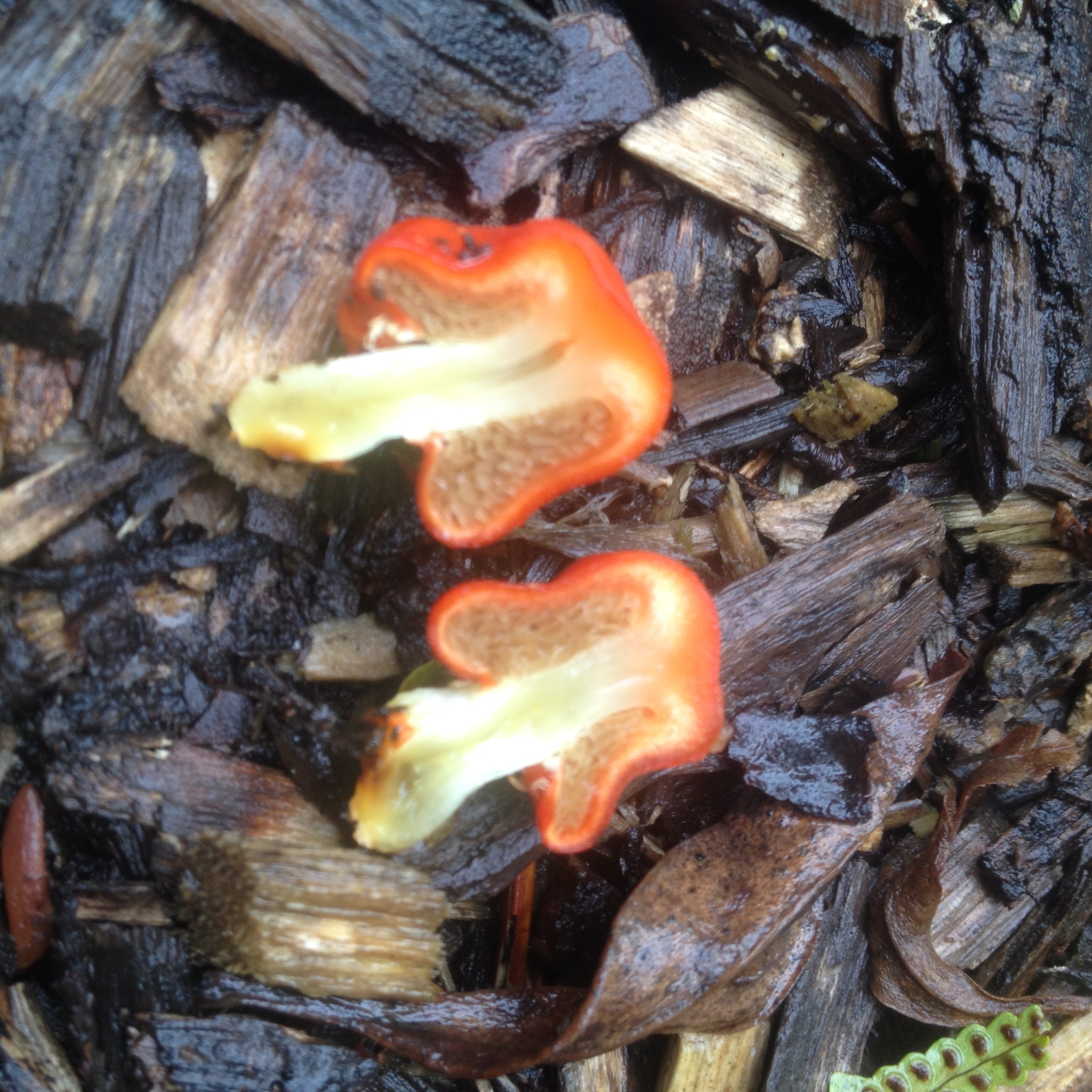 Leratiomyces erythrocephalus image