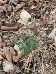 Dicentra canadensis