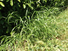 Oloptum miliaceum