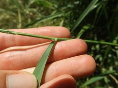 Oloptum miliaceum