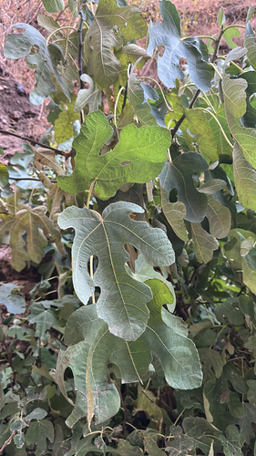 common fig