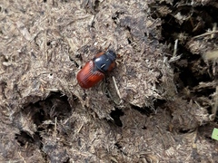 Coprimorphus scrutator