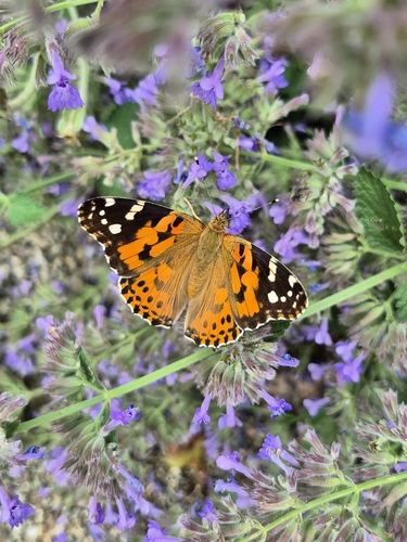 Painted Lady