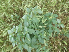 Solanum