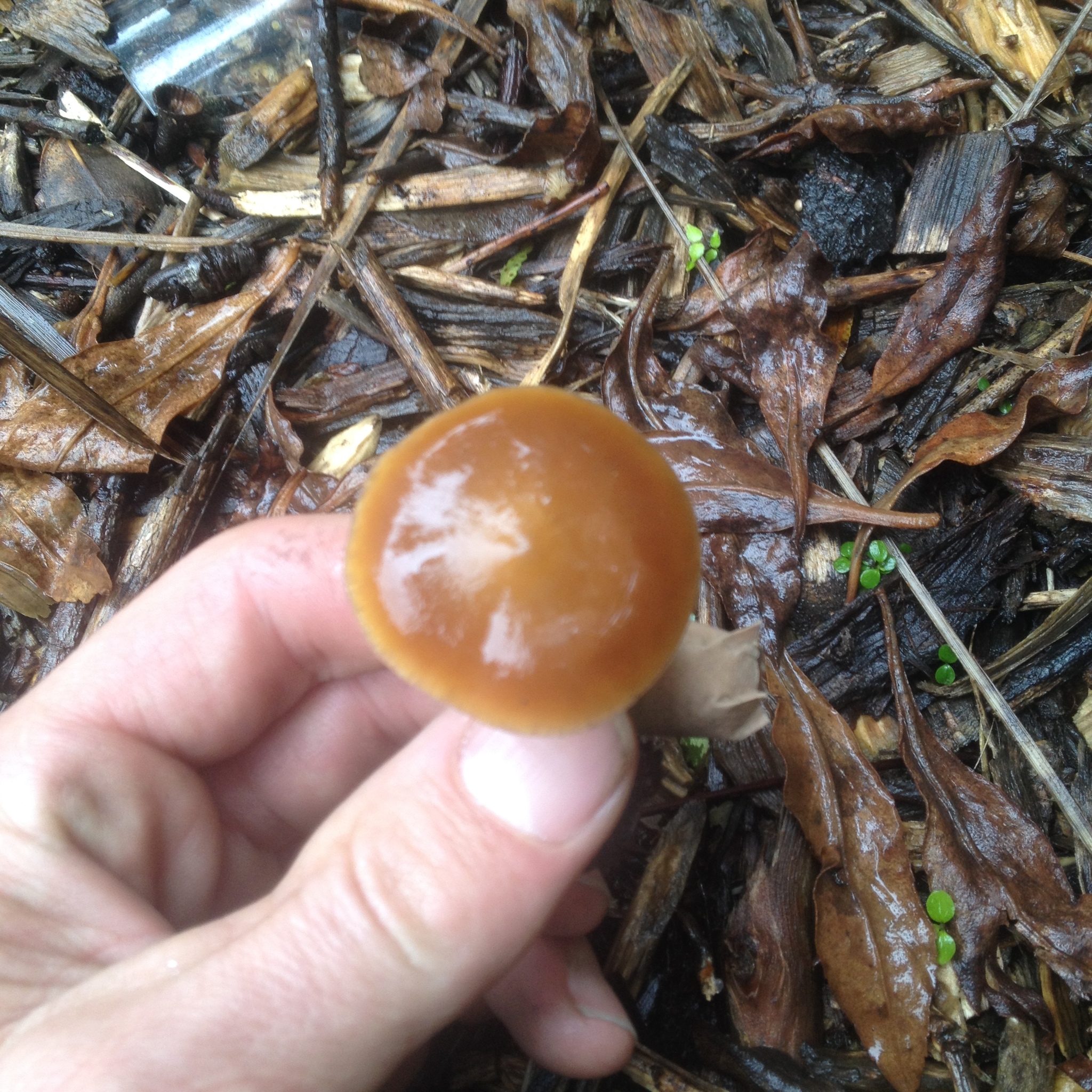 Psilocybe subaeruginosa image
