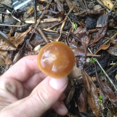 Psilocybe subaeruginosa