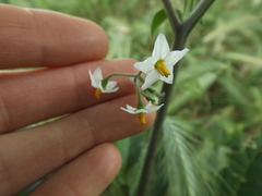 Solanum