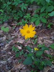 Coreopsis auriculata