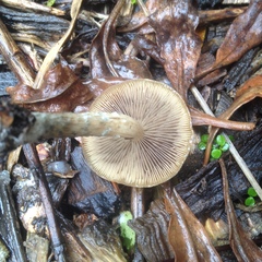 Psilocybe subaeruginosa