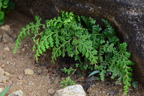 Odontosoria biflora observed 2026-06-24