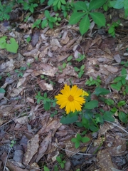 Coreopsis auriculata