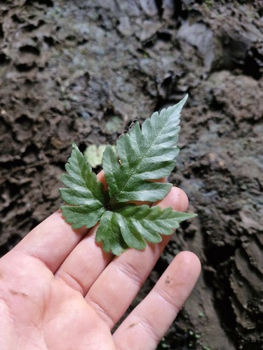 Tectaria aurita observed 2026-06-18