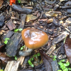 Psilocybe subaeruginosa