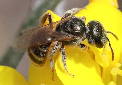 Tripartite Sweat Bee photo 4