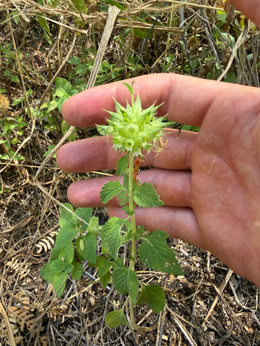 Leonotis nepetifolia observed 2026-06-29