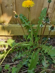 Taraxacum officinale