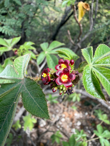 Jatropha gossypiifolia, 2026-06-29