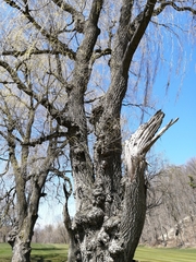 Salix babylonica babylonica