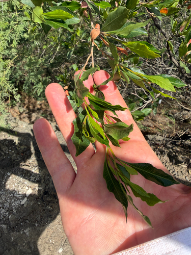 Dodonaea viscosa observed 2026-06-29