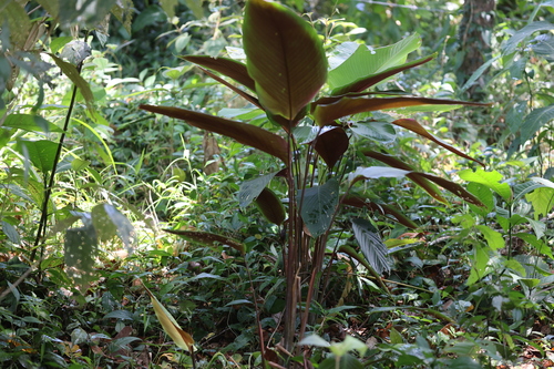 Pleiostachya pruinosa