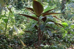 Pleiostachya pruinosa