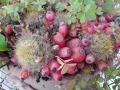 Mammillaria prolifera