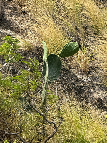 Opuntia ficus-indica observed 2026-06-29