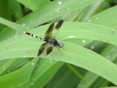 Erythrodiplax attenuata