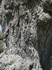Salix babylonica babylonica