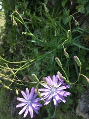 Lactuca perennis