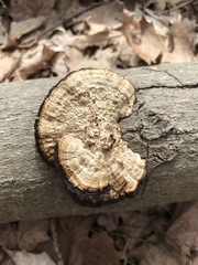 Daedaleopsis confragosa confragosa