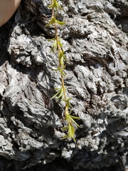 Salix babylonica babylonica
