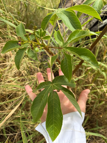 Jatropha gossypiifolia, 2026-06-29