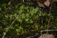 Atrichum crispum