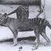 Thylacine - Photo (c) Kelly Garbato, some rights reserved (CC BY)