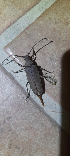 grain support beetle