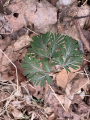 Dicentra canadensis