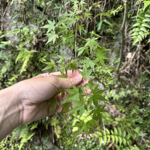 Japanese maple