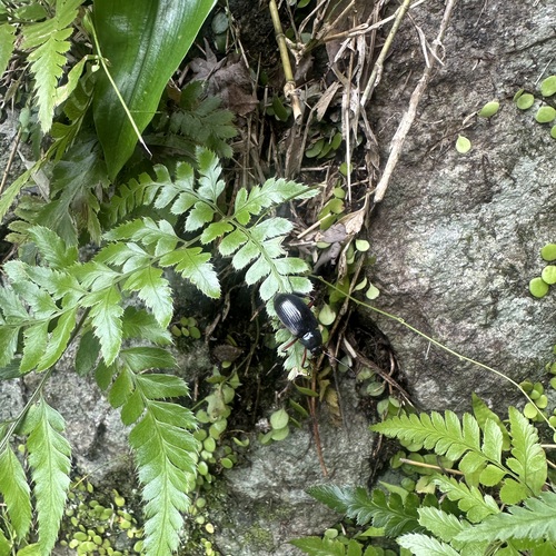 Plesiophthalmus nigrocyaneus
