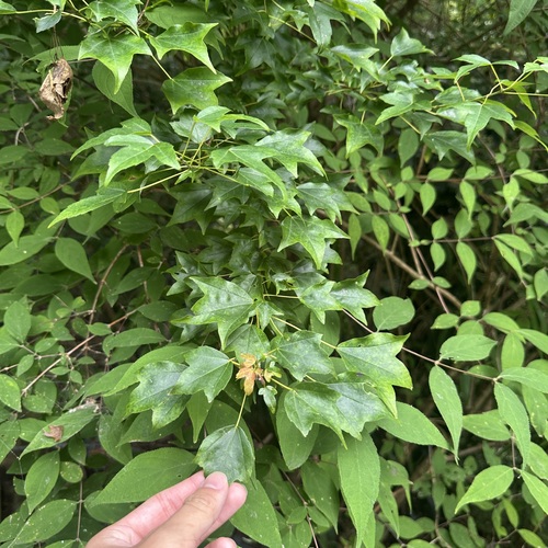 Trident maple