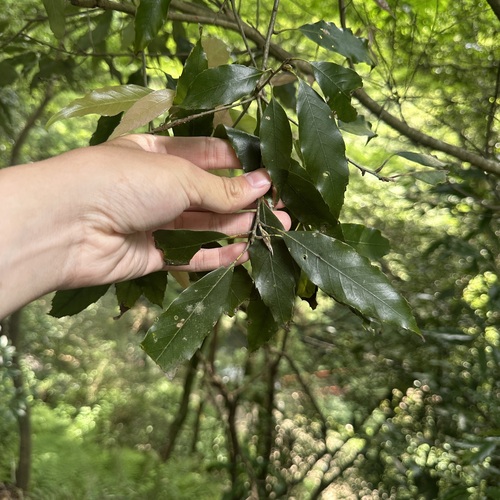 Japanese willowleaf oak
