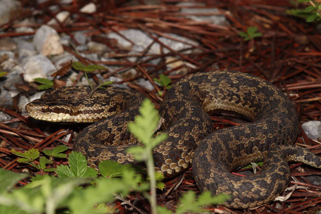 Jiuzhai Pitviper