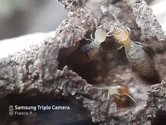 Termitinae
