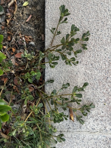 Common Purslane