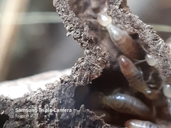 Termitinae