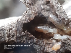Termitinae