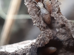 Termitinae